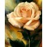 Рисование по номерам Чайная роза 40х50 см