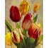 Рисование по номерам Тюльпаны 40х50 см