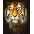 Рисование по номерам Тигр 40х50 см
